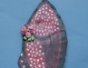 disfressa-enterrament-sardina-omniasantroc-54